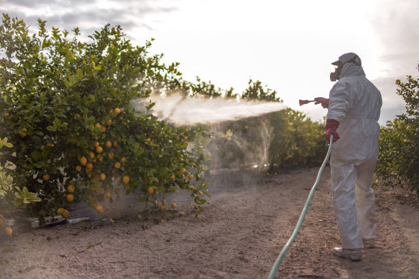 Wasp Removal Services in Lake Carmel, NY