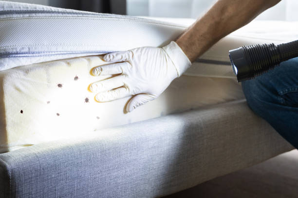 Best Wasp Removal Services  in Lake Carmel, NY